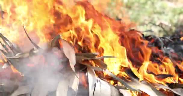 Queimar fogo folha de coqueiro verde e seco no jardim — Vídeo de Stock