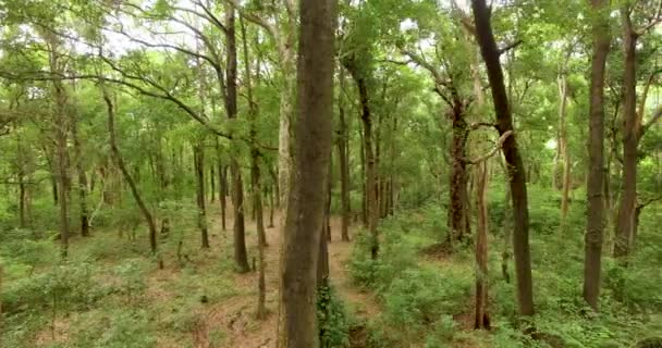 Vol à travers la jungle, Asie du Sud-Est — Video