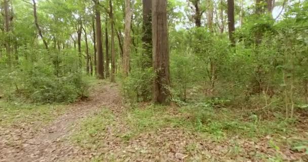 Flucht durch den Dschungel, Südostasien — Stockvideo