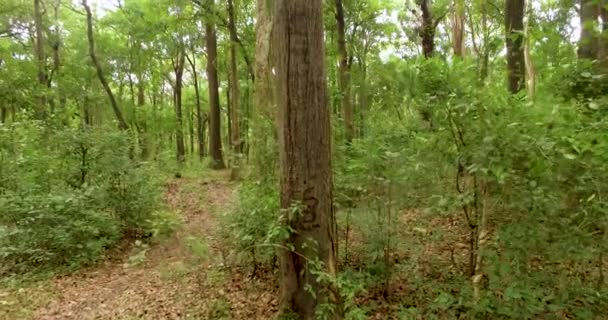 Vuelo a través de la selva, el sudeste asiático — Vídeos de Stock