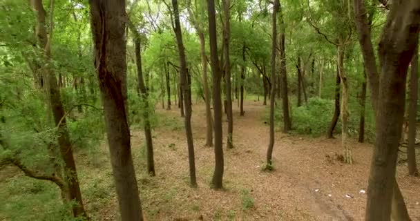 Drone disparo aéreo volar a través de bosque verde soleado entre los árboles — Vídeos de Stock