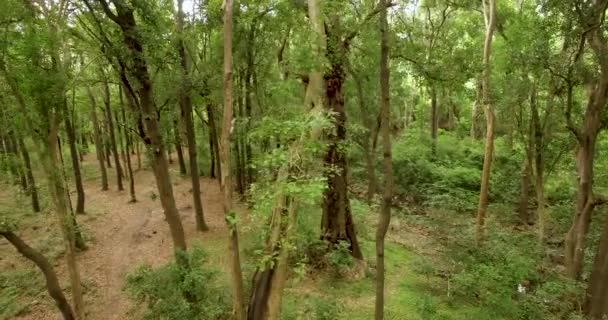 Vuelo a través de la selva, el sudeste asiático — Vídeo de stock