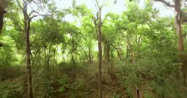 Беспилотник летит через солнечный зеленый лес между деревьями — стоковое видео