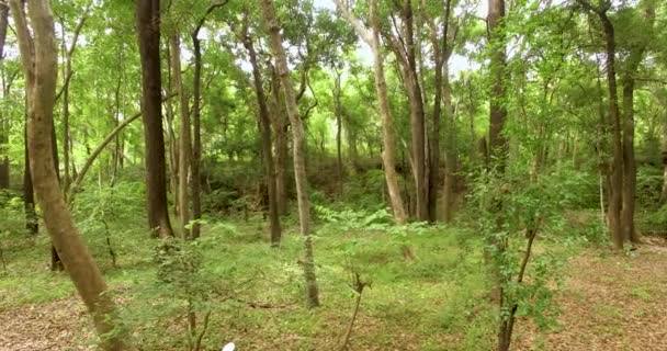 Floresta verde de verão nos tempos do dia — Vídeo de Stock