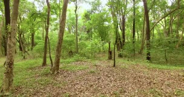 Soepele vlucht door een bos in India. — Stockvideo