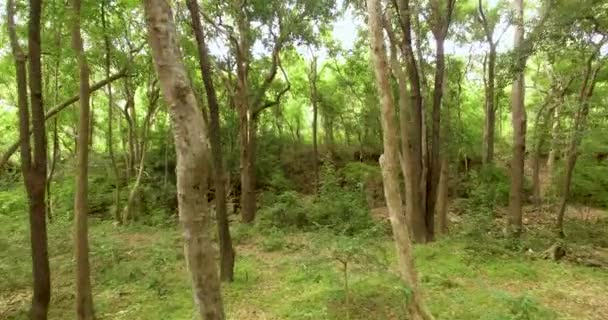 Floresta Verde. Vôo de drone baixo sobre movimentos florestais verdes — Vídeo de Stock