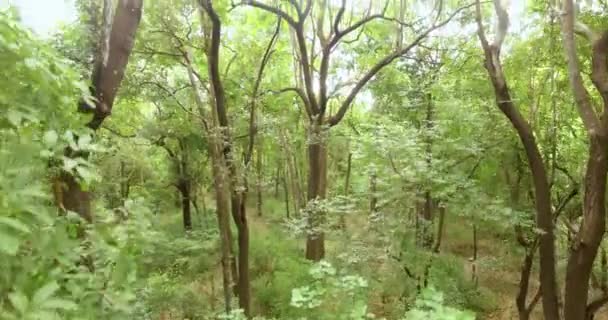 Drone shot aerial fly through sunny green forest between trees — Stock Video