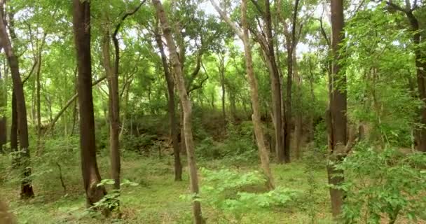 Green Forest. Vol de drone bas au-dessus des mouvements de forêt verte 