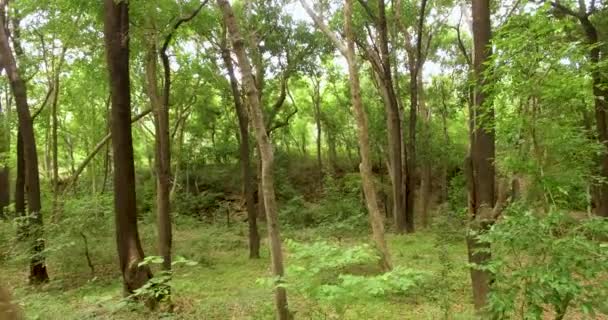 Green Forest. Vol de drone bas au-dessus des mouvements de forêt verte — Video