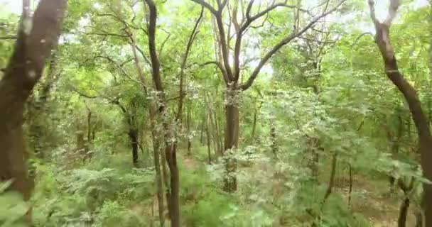 Summer green forest in the day times — Stock Video
