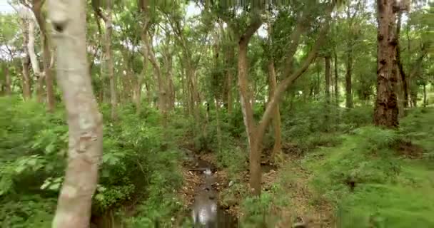 Vuelo a través del bosque, India. Moviéndose a través de los árboles de los bosques lluviosos — Vídeos de Stock
