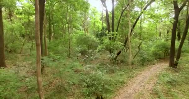 Floresta Verde. Vôo de drone baixo sobre movimentos florestais verdes — Vídeo de Stock