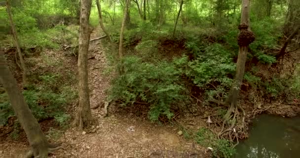 Vol à travers la forêt, Inde. Se déplacer à travers les arbres des forêts tropicales 