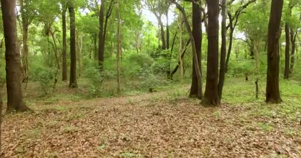 Het Groene Woud. Lage drone vlucht over groene bosbewegingen — Stockvideo