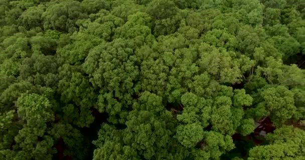 Aereo drone volo sopra foresta di verde, albero deciduo — Video Stock