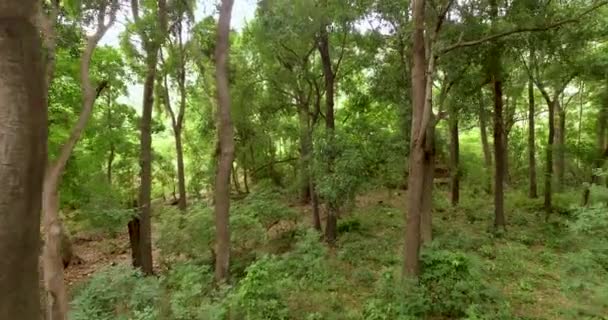 Green Forest. Vol de drone bas au-dessus des mouvements de forêt verte 