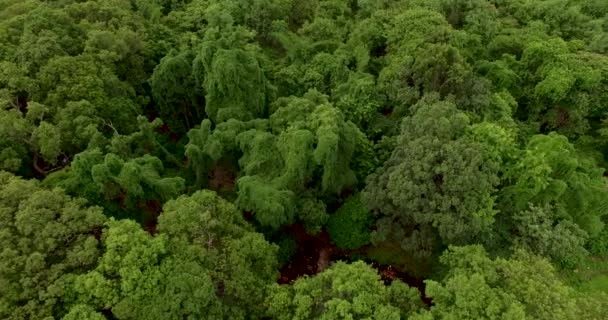 Ripresa aerea di un ruscello nelle foreste tropicali — Video Stock