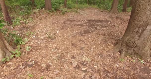 POV Homme marche ou court dans la forêt, Vol à travers la forêt 