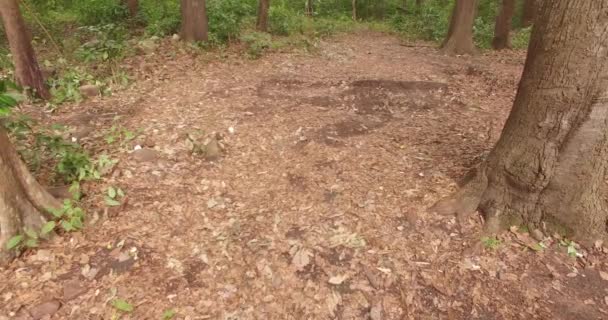 POV Homem caminha ou corre na floresta, Voar através da floresta — Vídeo de Stock