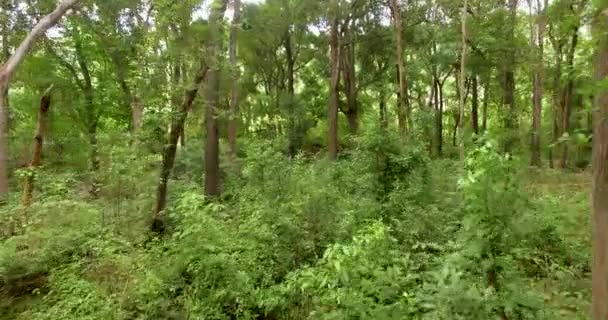 Vuelo a través del bosque, India. Moviéndose a través de los árboles de los bosques lluviosos — Vídeo de stock