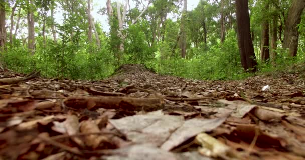 Floresta Verde, movimento de câmera viajando dentro das florestas verdes — Vídeo de Stock
