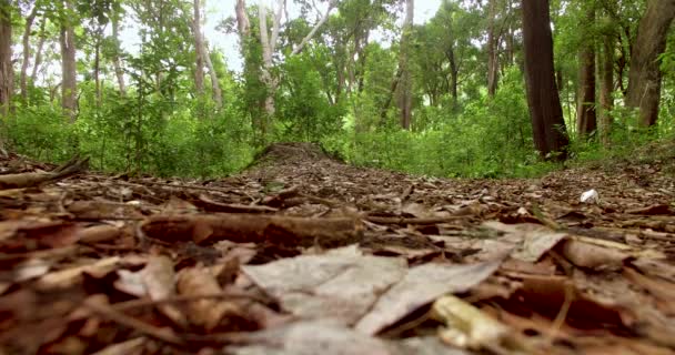 Forêt verte, déplacement de la caméra à l'intérieur des forêts vertes 