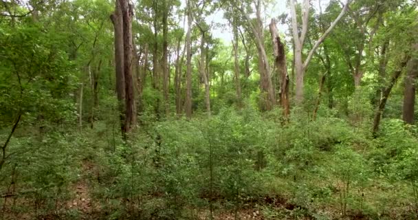 Green Forest. Vol de drone bas au-dessus des mouvements de forêt verte 