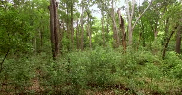 Bosque Verde. Vuelo con aviones no tripulados sobre los movimientos del bosque verde — Vídeo de stock