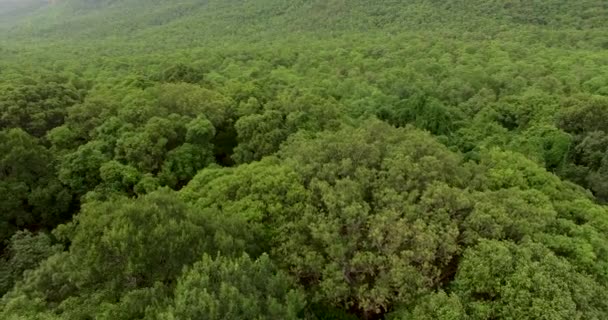 4K antenne van vliegen over een prachtig groen bos in een landelijk landschap — Stockvideo