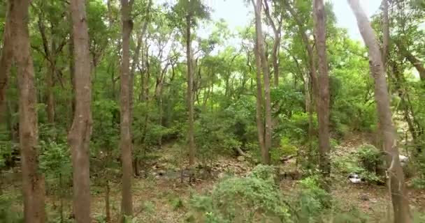 Green Forest. Vol de drone bas au-dessus des mouvements de forêt verte 