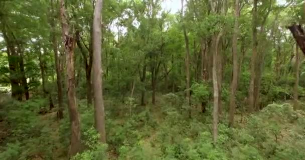 Vuelo a través del bosque, India. Moviéndose a través de los árboles de los bosques lluviosos — Vídeo de stock