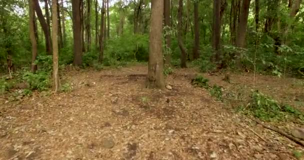 Pan à droite POV Homme marche ou court dans les forêts 