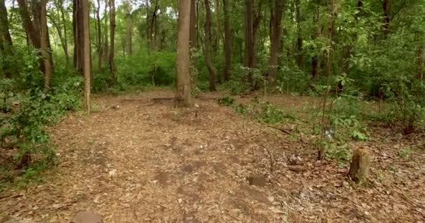 Vol à travers la jungle, Asie du Sud 