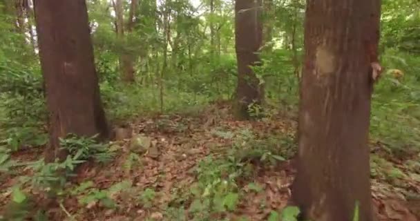 Bosque verde de verano durante el día, POV Man camina o corre por los bosques — Vídeos de Stock