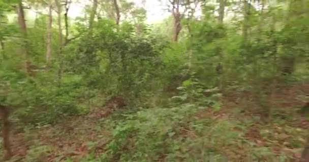 POV Hombre camina o corre en el bosque, Vuelo a través del bosque — Vídeos de Stock