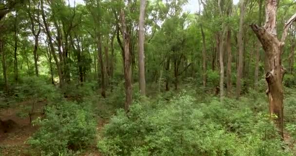 Vol lent de drone à travers la jungle forestière sèche. Morning shot with sun flying through tree — Video