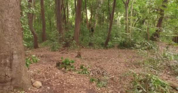ポフ男は森の中を歩いたり走ったり森の中を飛んだり — ストック動画
