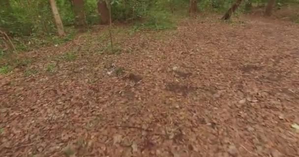 Pov Man sétál vagy fut az erdőben, repülő drón — Stock videók