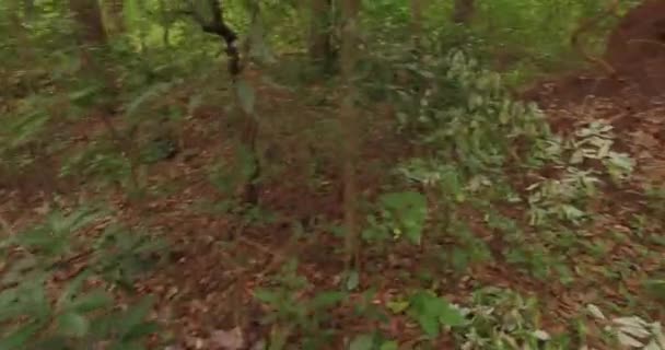 POV Man cammina o corre nella foresta, Flying Drones — Video Stock