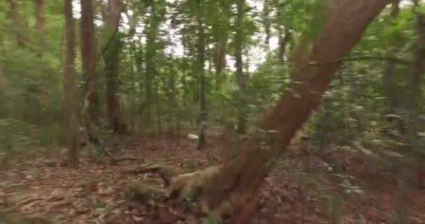 Pov mann läuft oder läuft im wald, flucht durch den wald, indien — Stockvideo