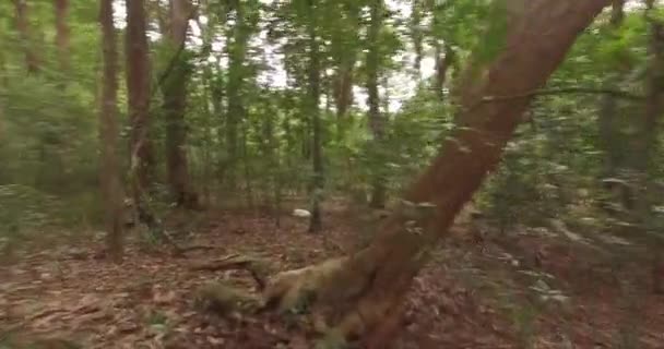 POV Homme marche ou court dans la forêt, Vol à travers la forêt, Inde 