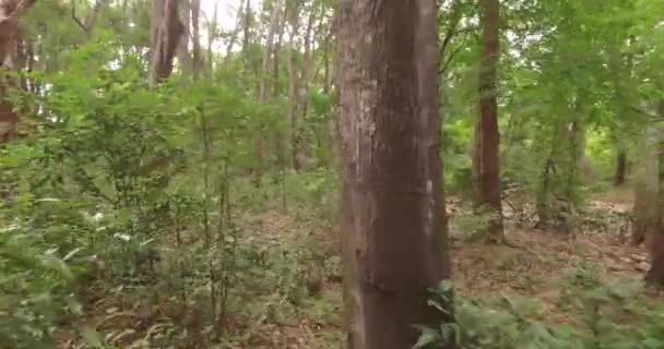 Vuelo aéreo a través de la selva de la India . — Vídeos de Stock