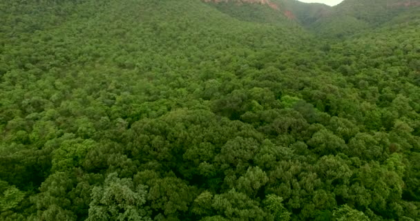 Pesawat Drone terbang di atas hutan hujan hijau tak tertembus — Stok Video