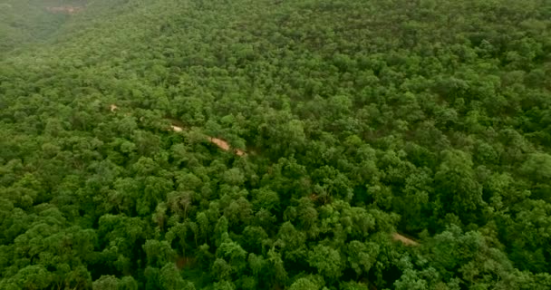Luchtfoto uitzicht op bos.beautiful bergen bedekt met groene boom — Stockvideo