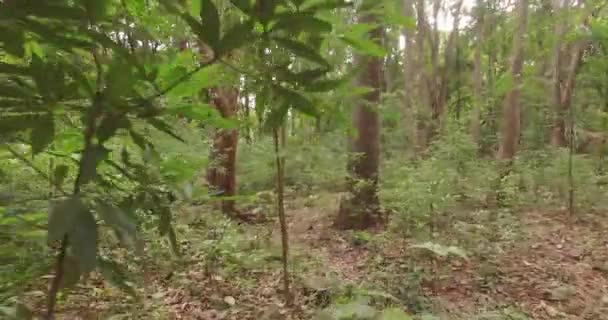 Vol aérien à travers les jungles indiennes. Asie du Sud — Video