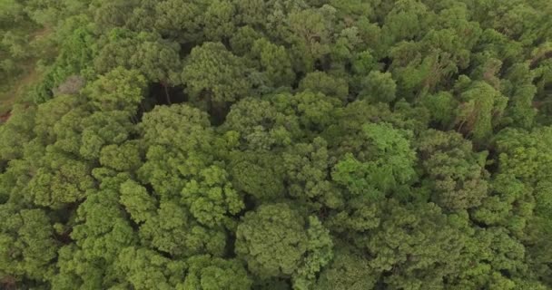 4K antenn för att flyga över en vacker grön skog i ett landsbygdslandskap — Stockvideo