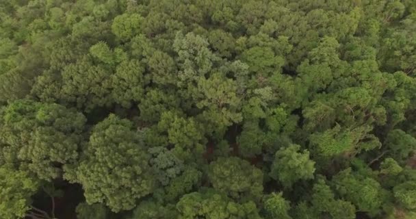 4K antenne van vliegen over een prachtig groen bos in een landelijk landschap — Stockvideo