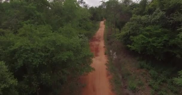 Luftaufnahme von oben Sommer grüne Bäume im Wald Hintergründe — Stockvideo