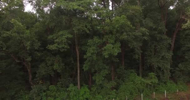 4K antena de voar sobre uma bela floresta verde em uma paisagem rural — Vídeo de Stock