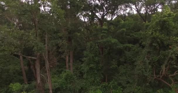 森の中の夏の緑の木の空中トップビュー — ストック動画